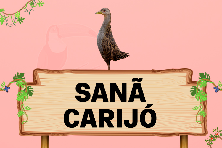 sana carijo