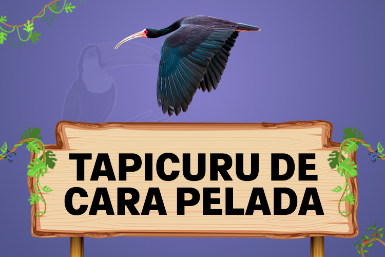 tapicuru de cara pelada