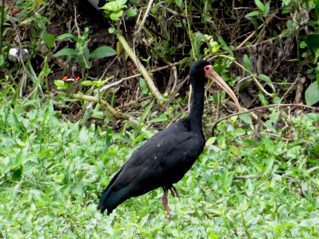 tapicuru-de-cara-pelada