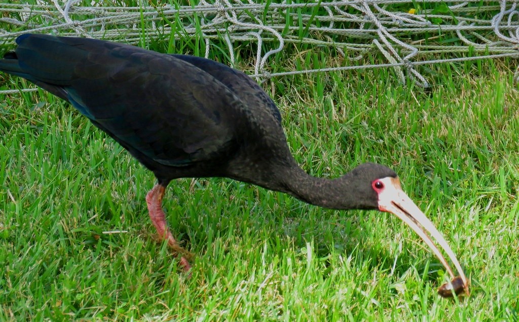 tapicuru-de-cara-pelada