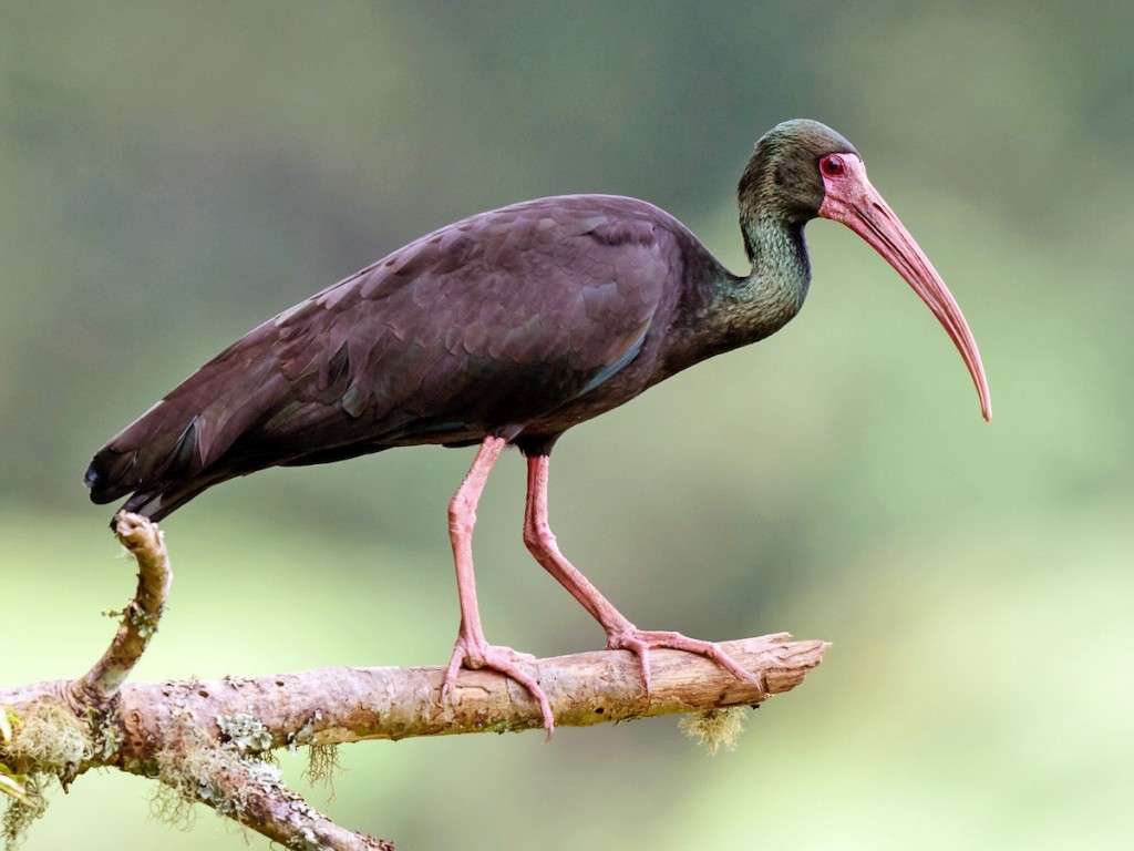 tapicuru-de-cara-pelada habitat