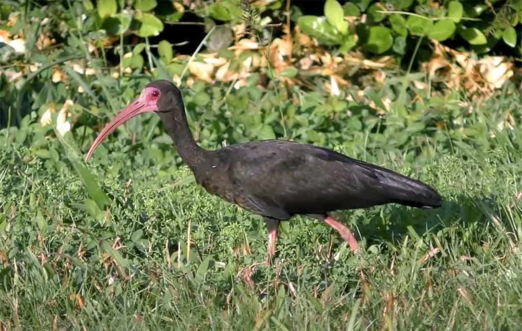 tapicuru-de-cara-pelada