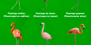 tipos de flamingos
