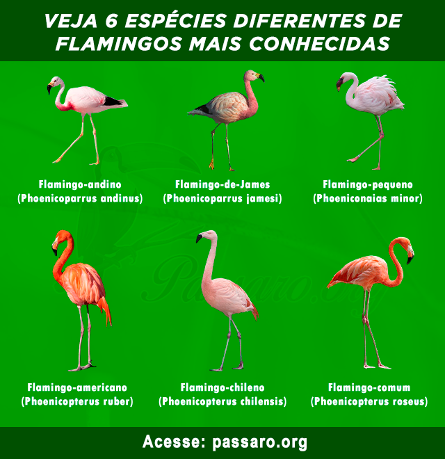 tipos de flamingos