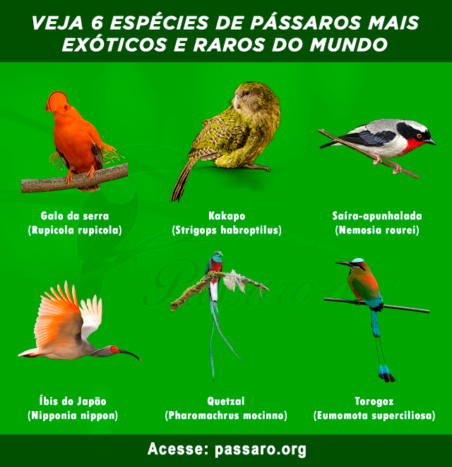 tipos de passaros exoticos e raros do mundo