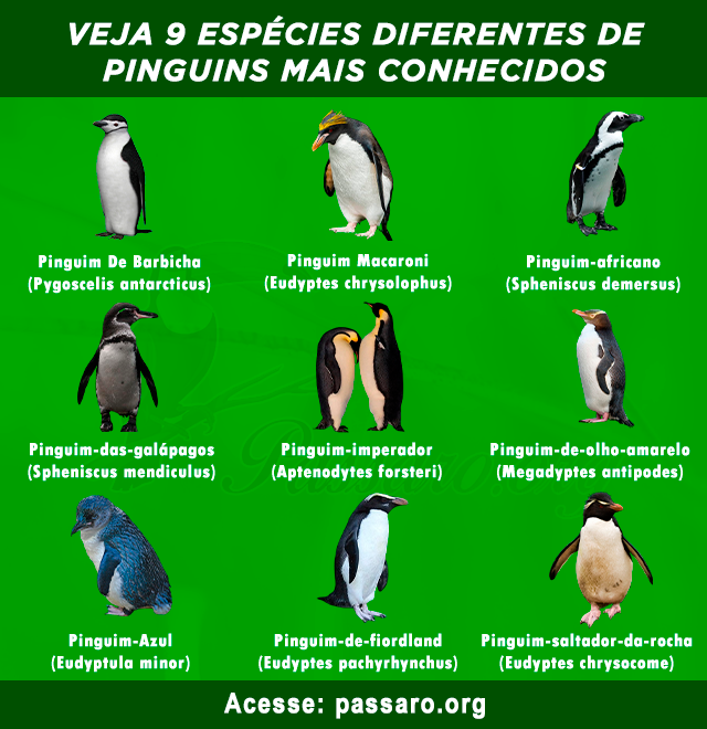 tipos de pinguim