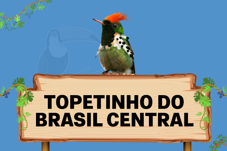 topetinho do brasil central