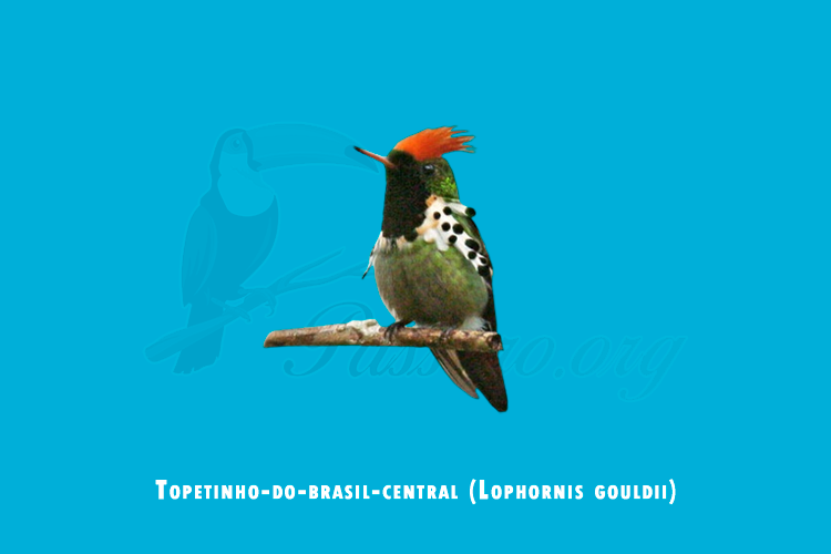 topetinho-do-brasil-central ( lophornis gouldii)