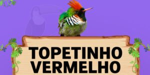 topetinho vermelho