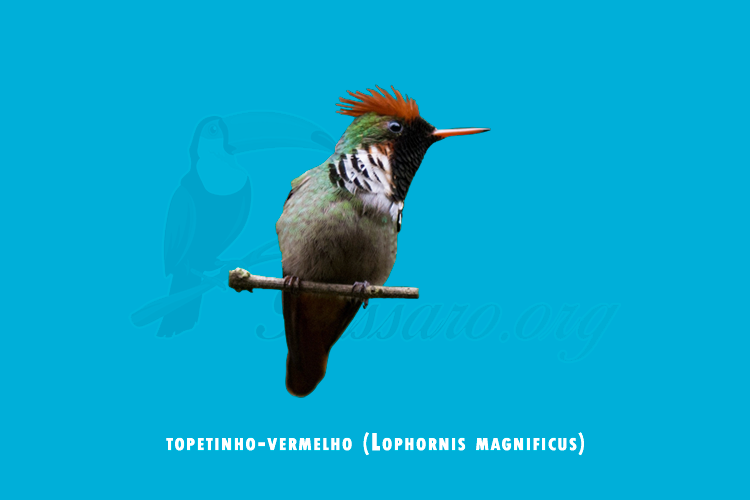 topetinho-vermelho ( lophornis magnificus)