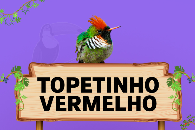 topetinho vermelho