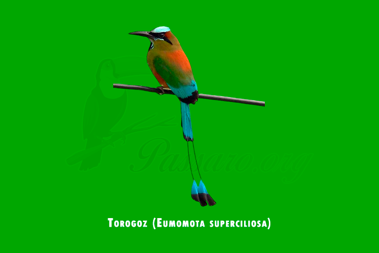torogoz (eumomota superciliosa)
