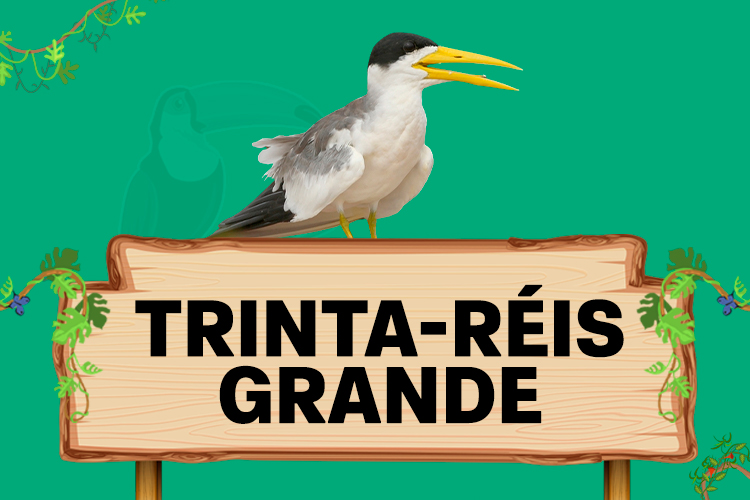 trinta reis grande