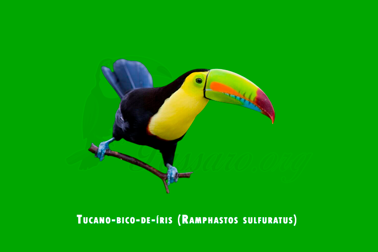 tucano-bico-de-íris (ramphastos sulfuratus)