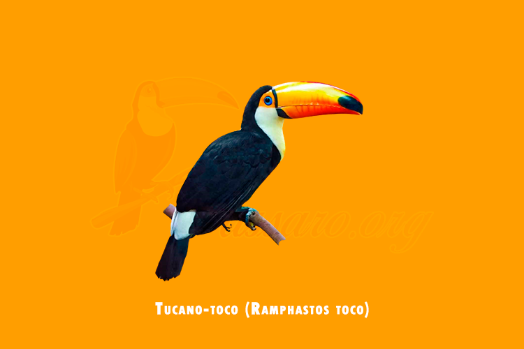 tucano-toco (ramphastos toco)