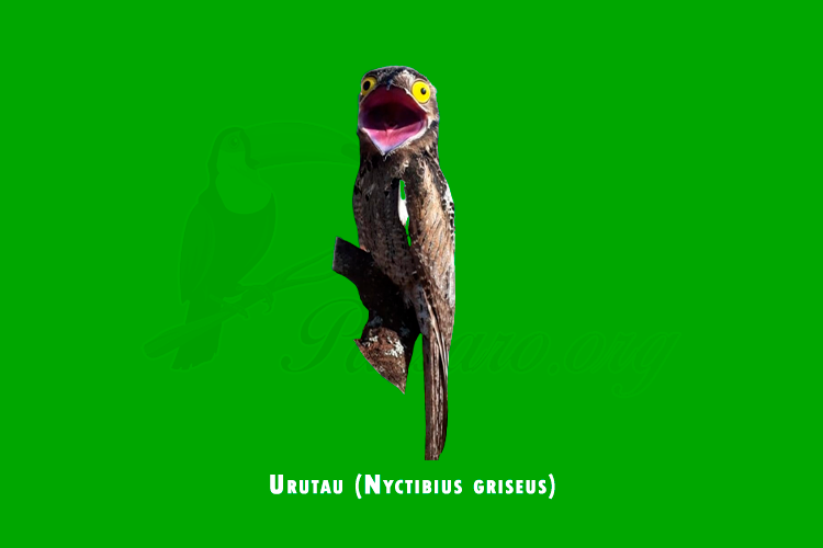 urutau (nyctibius griseus)