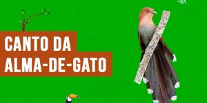 Canto da alma-de-gato