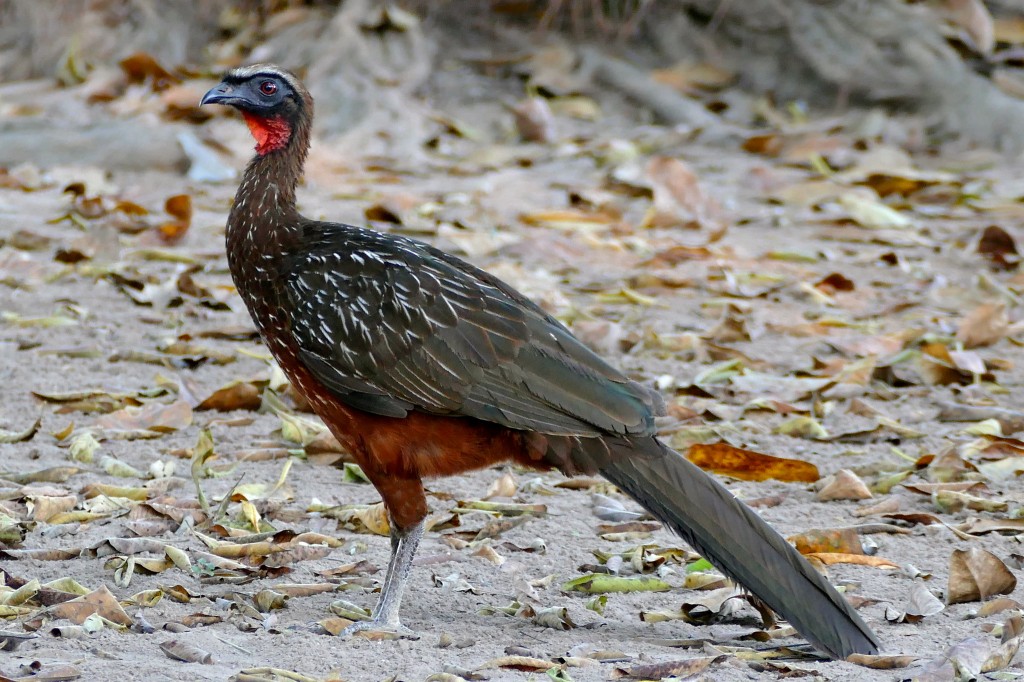 Jacu-de-barriga-castanha