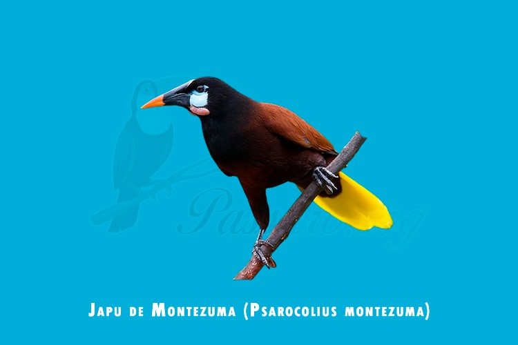 Japu de montezuma (Psarocolius montezuma)