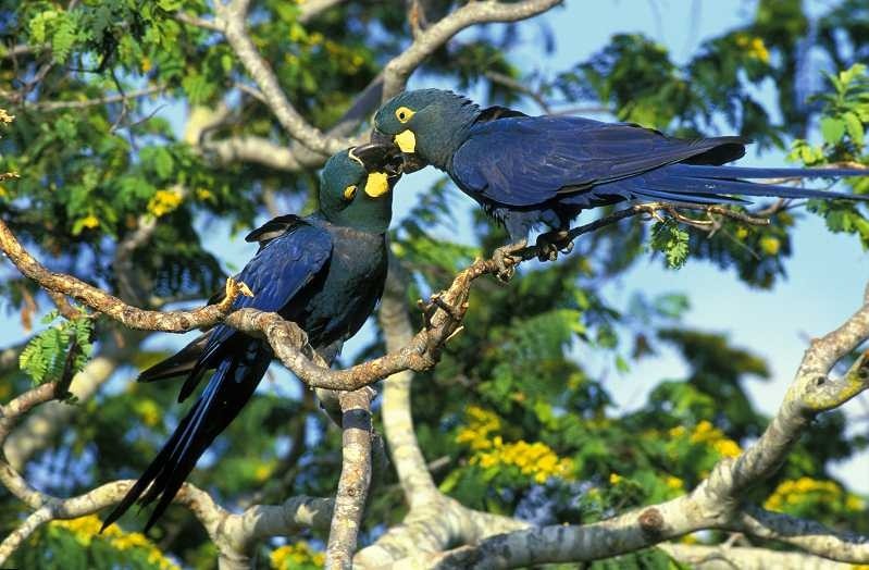 alimentacao da arara-azul-de-lear