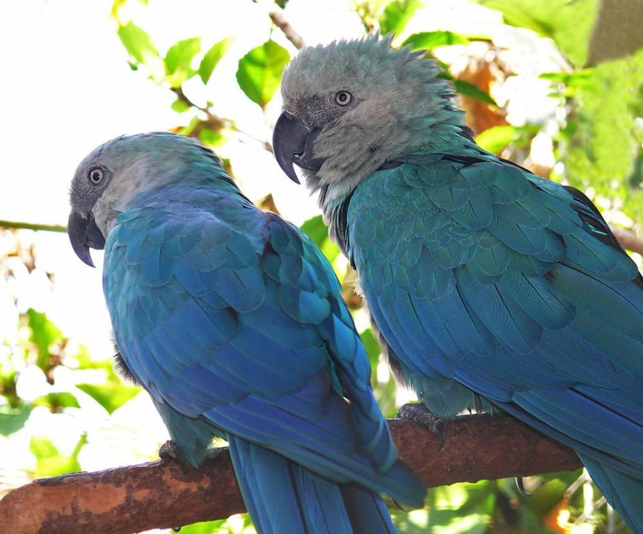 alimentacao da ararinha-azul