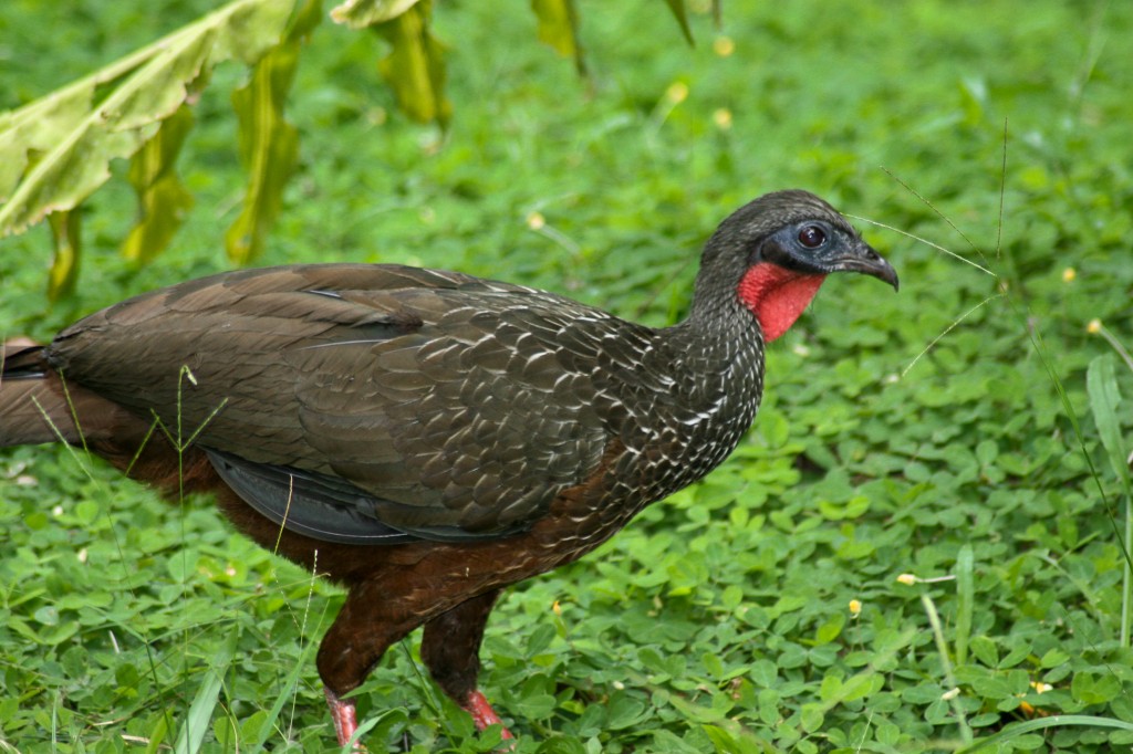 alimentacao do jacu-de-barriga-castanha