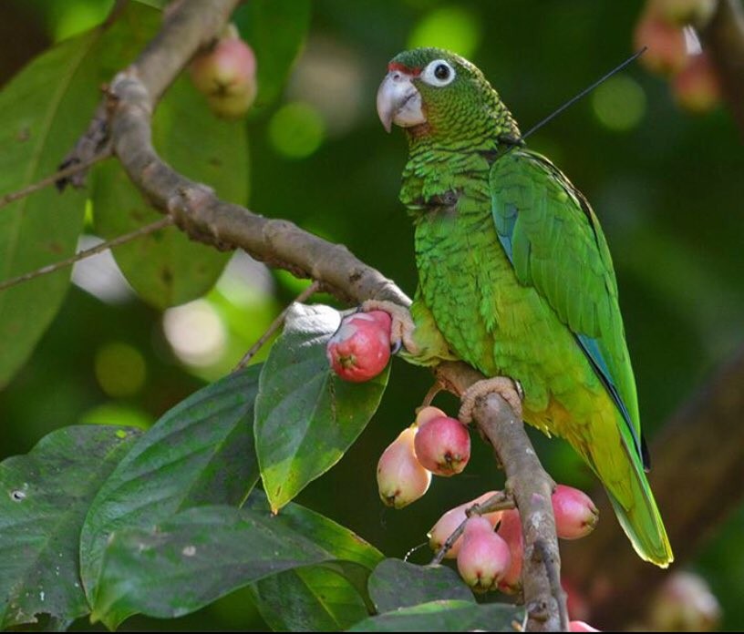 alimentacao do papagaio de porto rico