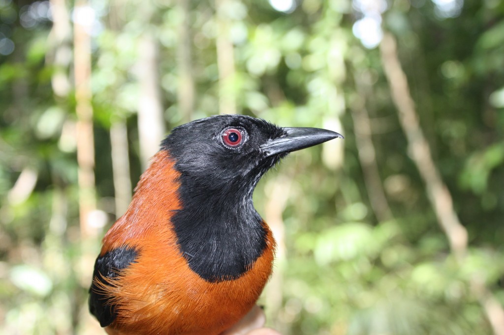 alimentacao do pitohui