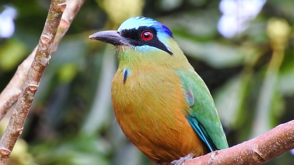 alimentacao do udu-de-coroa-azul