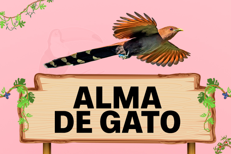 alma de gato