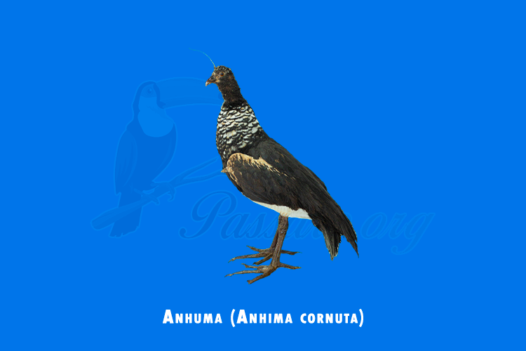 anhuma (anhima cornuta)