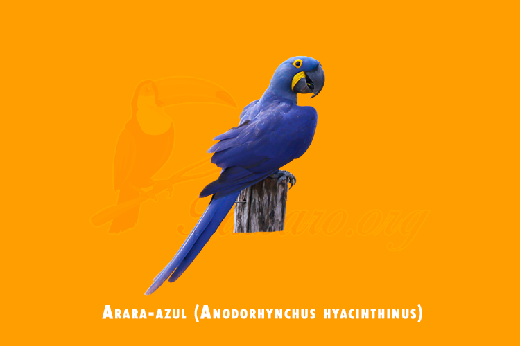 arara-azul ( anodorhynchus hyacinthinus)