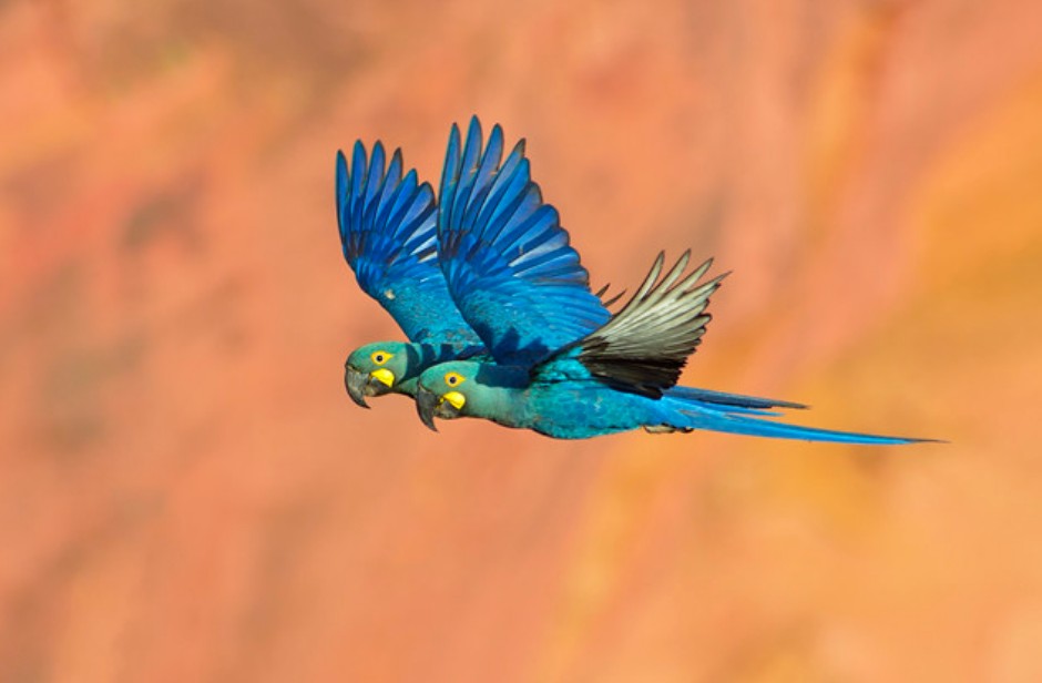 arara-azul-de-lear 