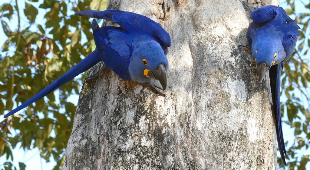 arara-azul-de-lear