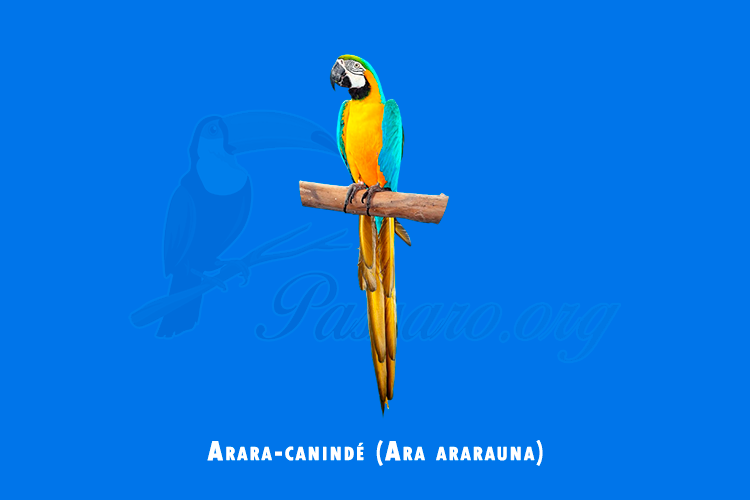 arara-caninde (ara ararauna)
