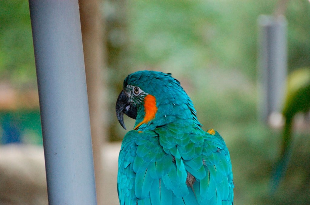 arara-de-garganta-azul