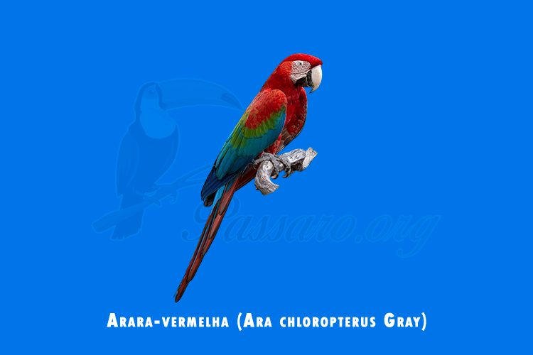 arara-vermelha (ara chloropterus Gray)