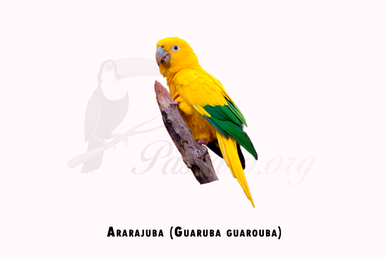 ararajuba (guaruba guarouba)