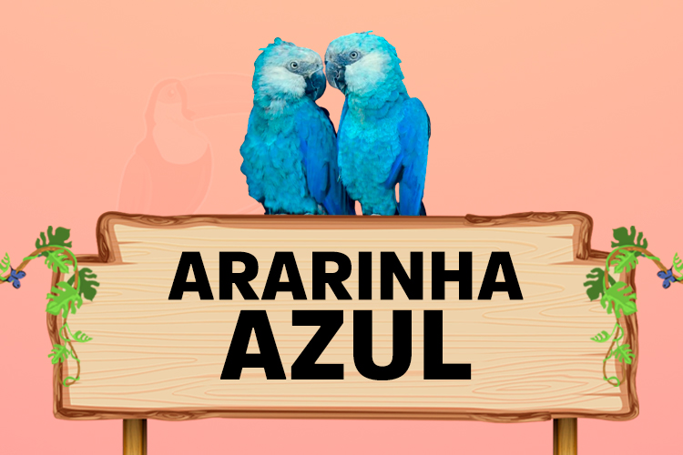 ararinha azul