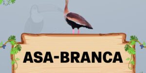 asa-branca