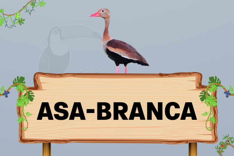 asa-branca