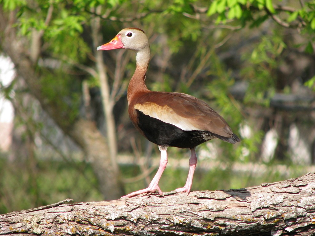 asa-branca habitat