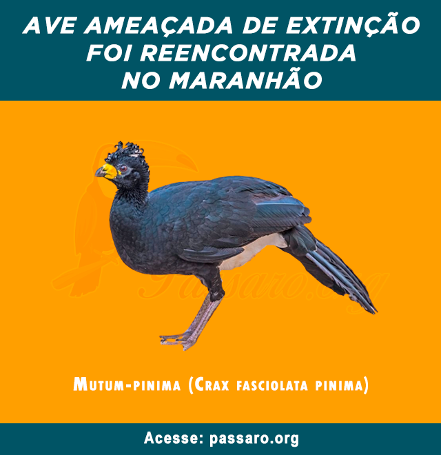 ave ameacada de extincao foi reencontrada no maranhao