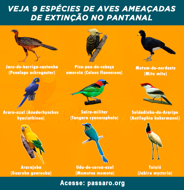 aves ameacadas de extincao no pantanal