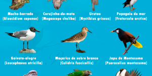 aves com cantos mais estranhos do mundo