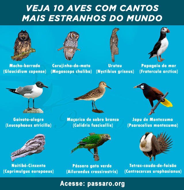 aves com cantos mais estranhos do mundo