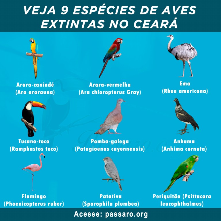 aves extintas no ceara