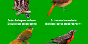 aves que estao extintas no nordeste