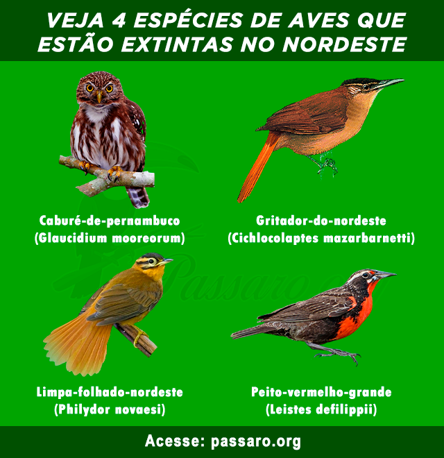 aves que estao extintas no nordeste