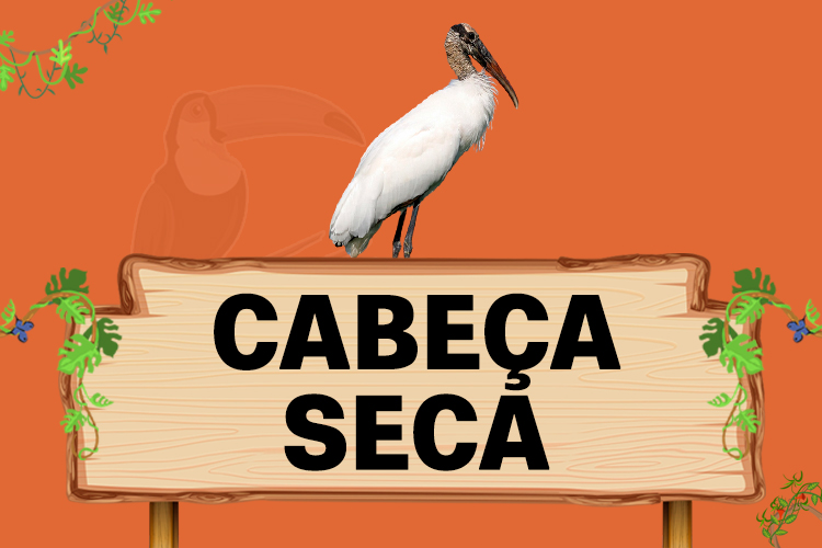 cabeça seca